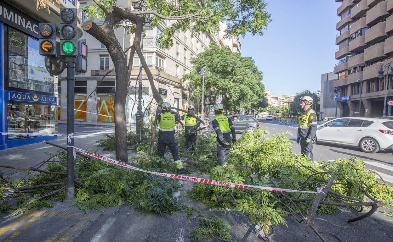 Falta De Poda En Valencia Las Quejas Por Falta De Poda Y Jardines Se